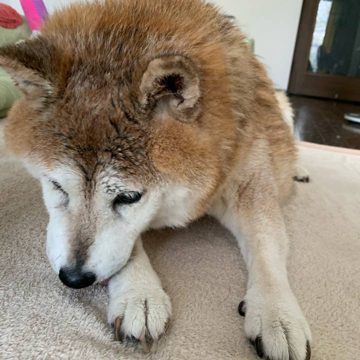 F7192cde 32cb 42a4 b967 b3ea8f72b0ae 1596334701951