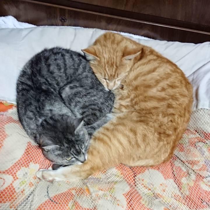 F71b68c0 a80f 400e ae39 7f968e784955 1585401276187