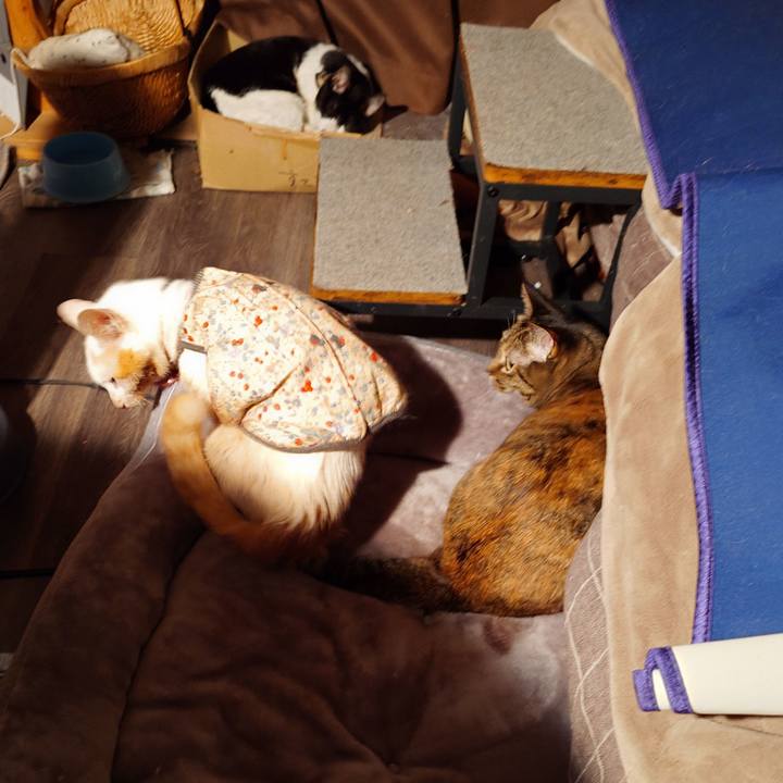 F72359bb c5f5 4443 a4c9 79b868a1d9f6 1771593187390