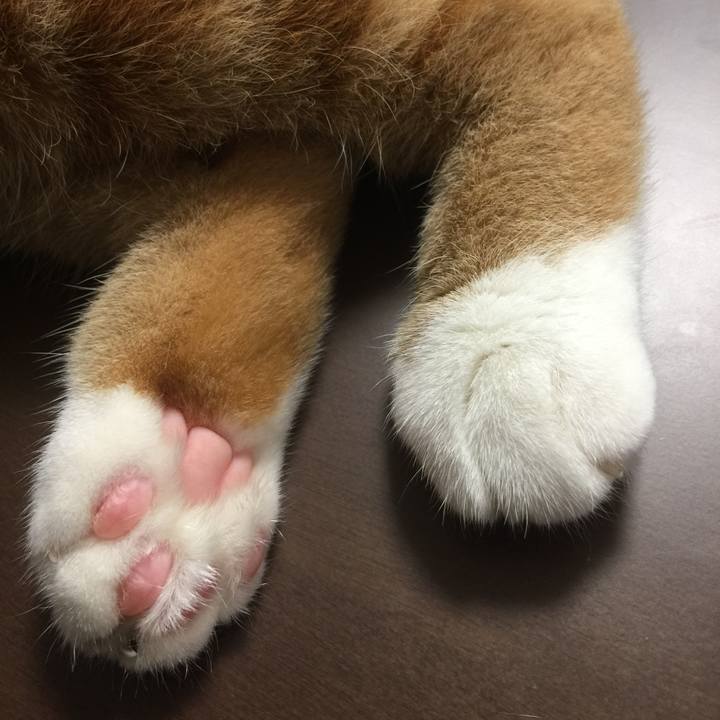 F723eb81 02fd 4616 a1b5 58fea5fcd0d6 1508646845902