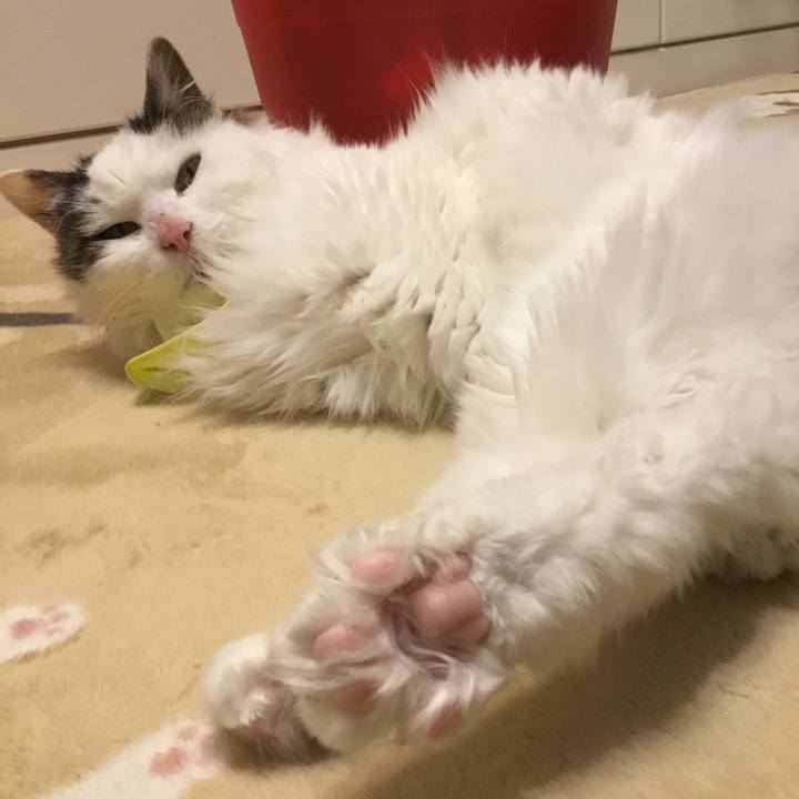 F7293706 76b1 4a6e a8a1 f11328e32e94 1583402176534