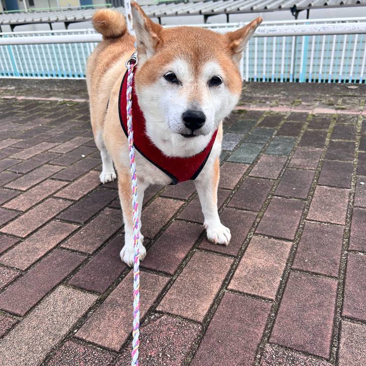 F72b16d8 da3c 46d6 886a 87aa2fd9e288 1731037002524