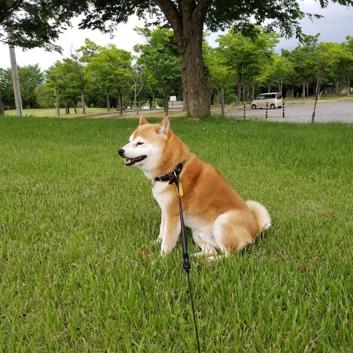 F72c6fe8 7866 4dca b1d1 c396602b5711 1591430421667