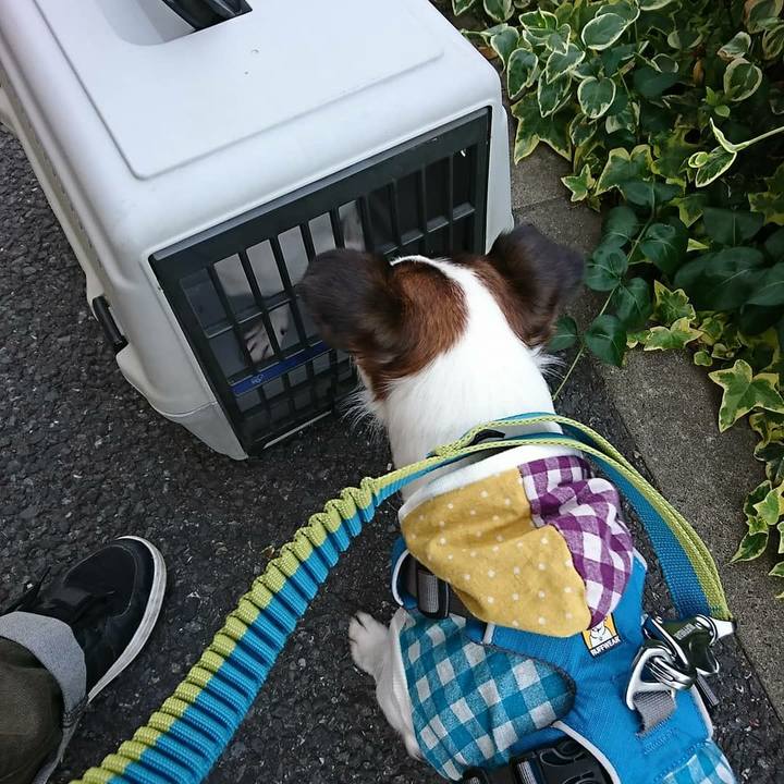 F72e23b2 d2d9 462b 8d55 3cc0dc5a3126 1523704109675