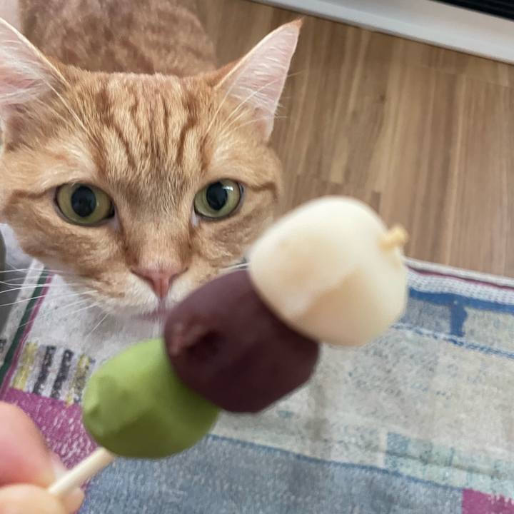 F72e981c 1e12 4e18 8d65 bd19a10bf1eb 1766496621774