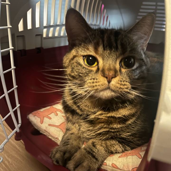 F72f73ef 625a 4c00 a1d4 bbfb46ce023c 1765713930317