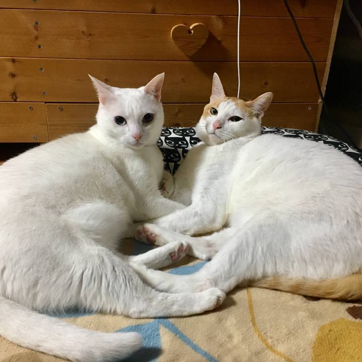 F72fe0dc ce91 4014 97c7 d7b502583b4a 1523976448967