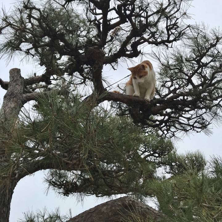 F7363c32 c1b1 47f2 b5f8 2700fa6b6747 1516159934497