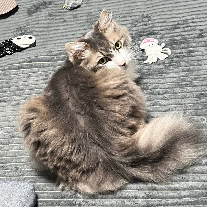 F736d489 0462 4e7c 8867 6a9c0806a10f 1763286844053