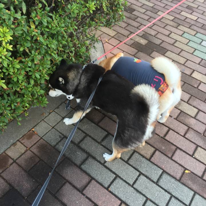 F7371271 d016 45c8 925d 86dc26818faa 1542683668113