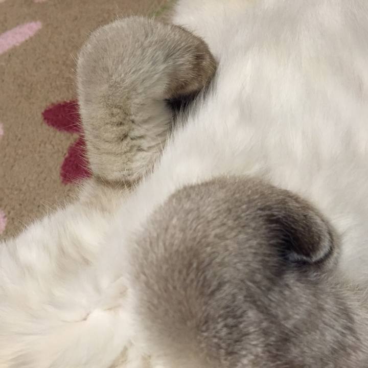 F7372877 30c9 41c6 a83f a534dd1b4238 1542539612455