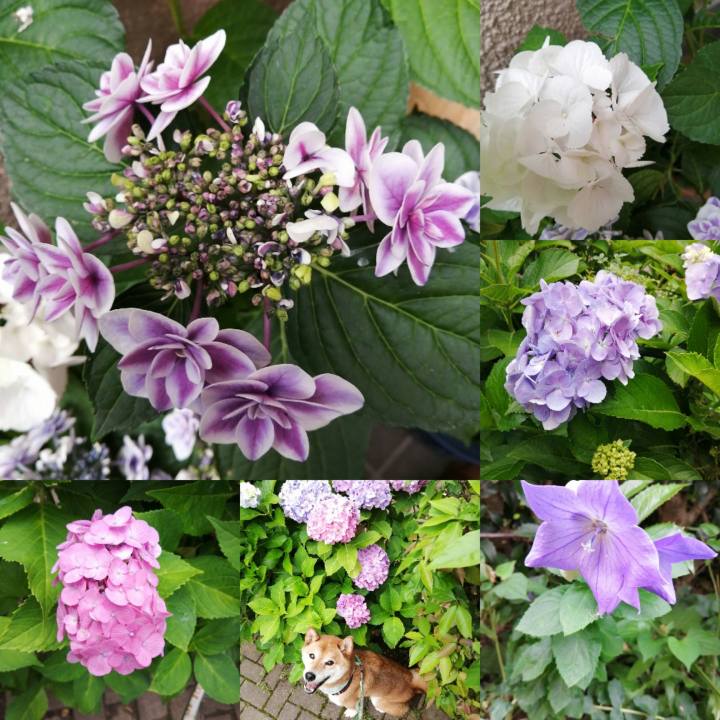 F73c496a dd9d 4883 9a98 fb91ff3f01b1 1624181140113