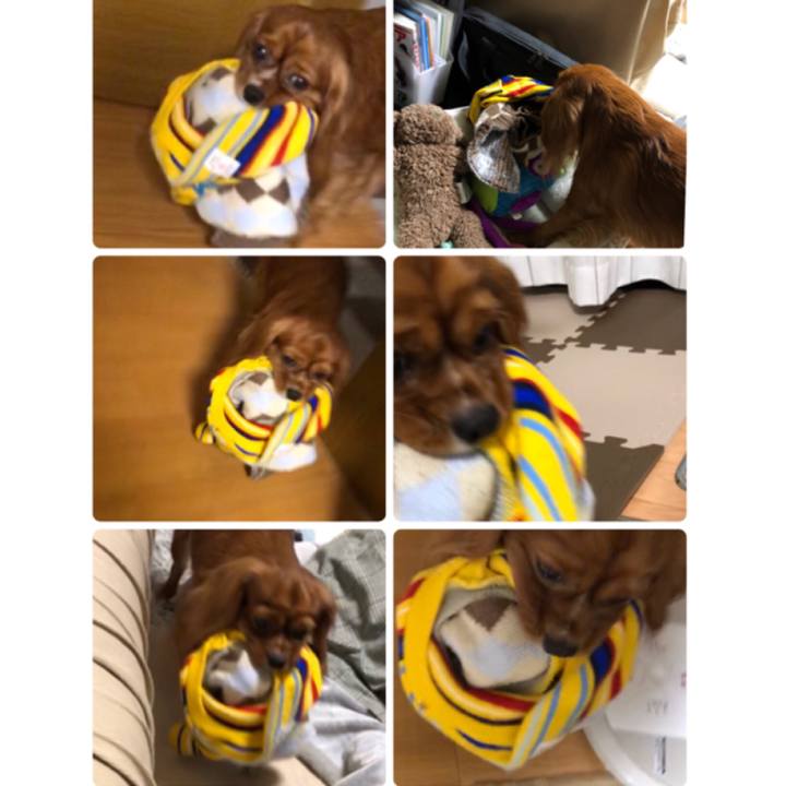 F73ea3fd dc70 46a4 9b44 0583836f53ec 1543270904014