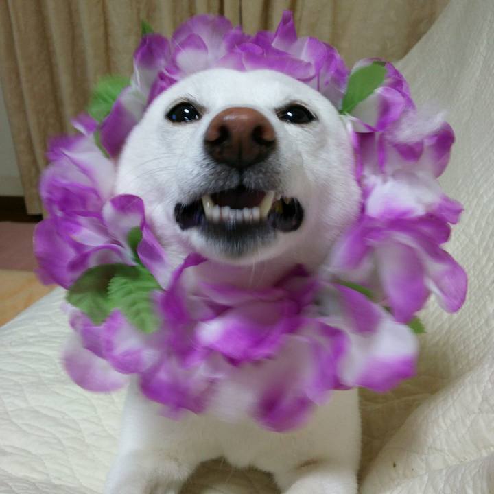 F7465027 1ae9 4847 8cdd 44df1a1a8228 1561208138016