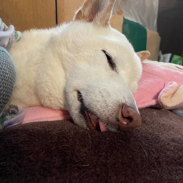 F747c8e4 9d4a 42d9 803c c06bb5a74b77 1637583120747