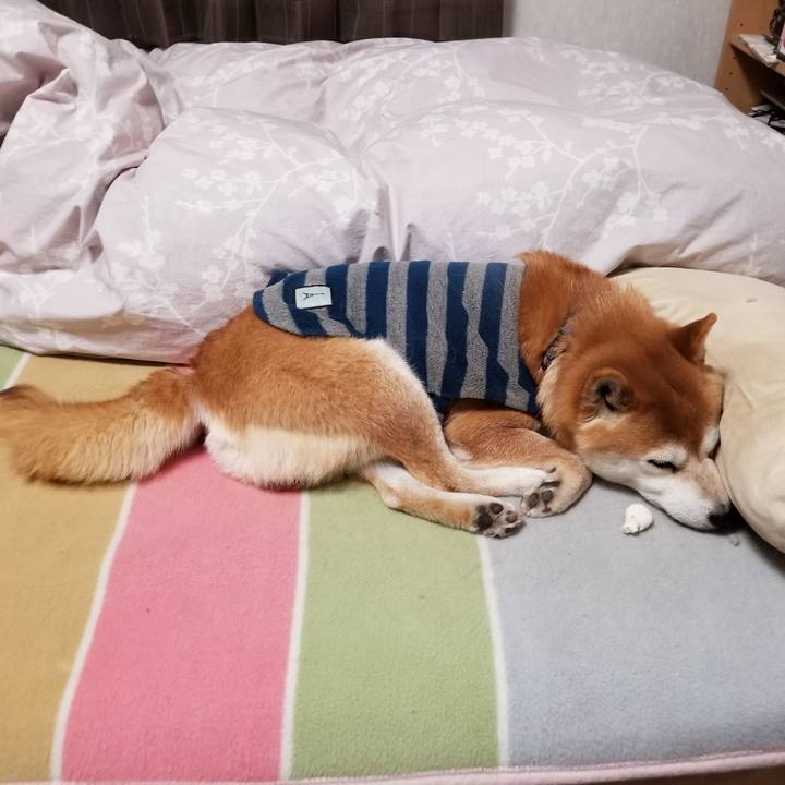 F74cba69 9e5e 4fe8 9cf3 bd463bceab38 1581588582003