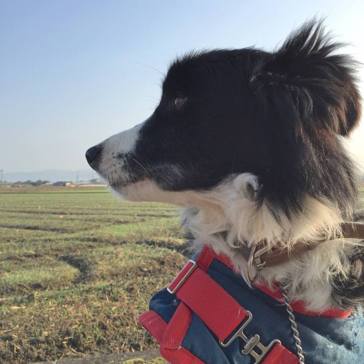 F74ccf0c 3fd7 416d b777 d003f2d44526 1516493556425