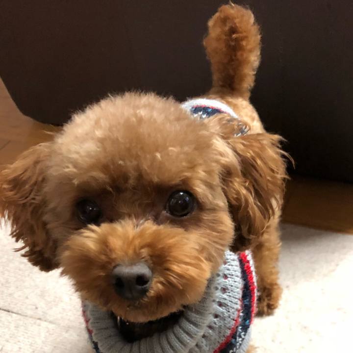 F750b963 cf71 4064 952b 2e2f8721ddf3 1543734299310