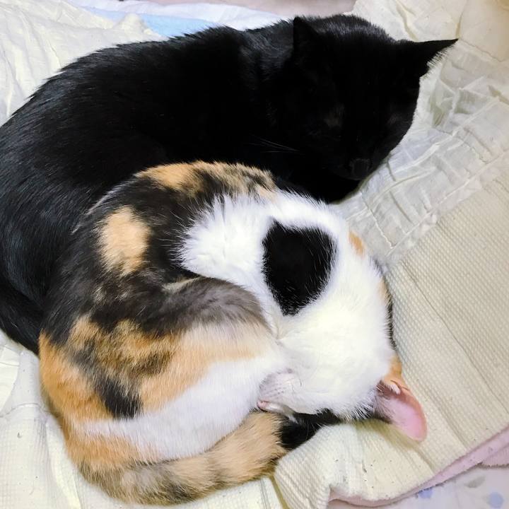 F751775c 1532 4466 b8c2 a16572462cf2 1508635243651