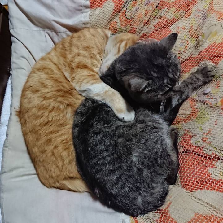 F755a84b 0e59 4c6d aacd f33c889798ec 1585396816891