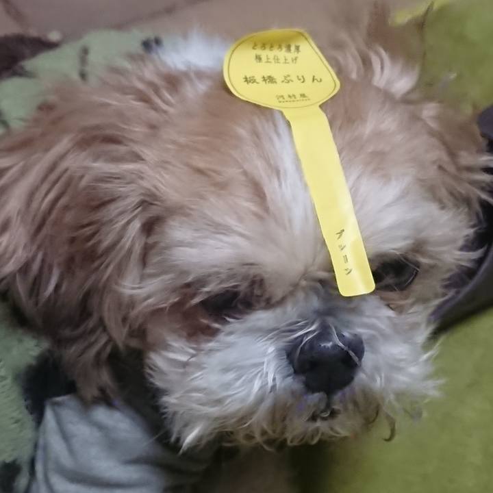 F7593786 8a81 441c bc78 7ae0e815d5eb 1545885354160