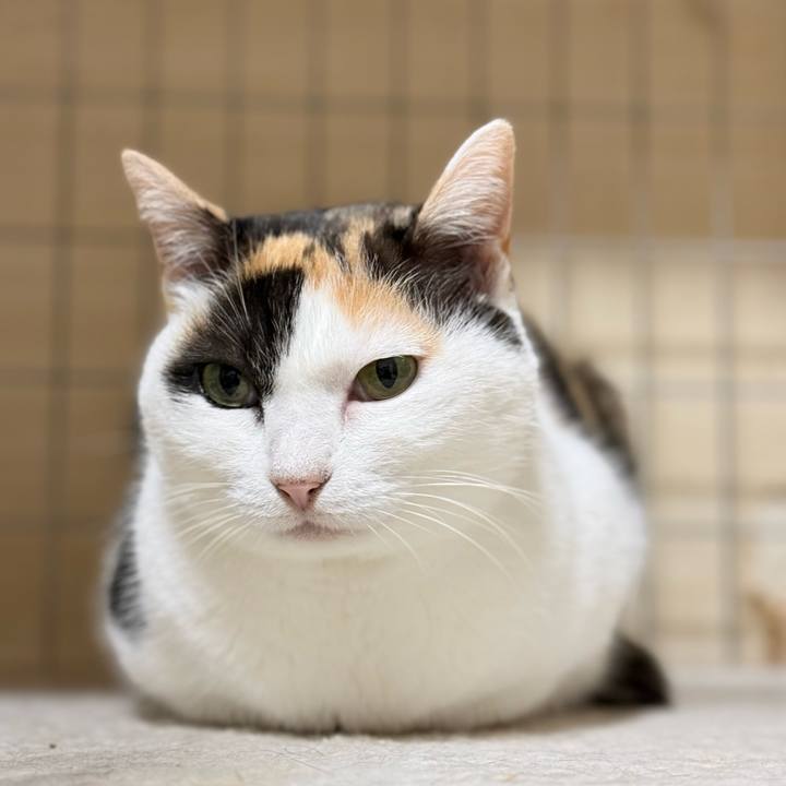 F7610bac da5e 498d 8dda 7d0d62f0c043 1766710016369