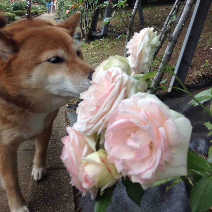 F7631666 9c63 4399 8c63 1c6c21b6320d 1527060830529