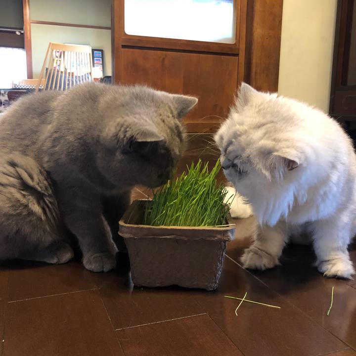 F764c9ef 6891 4c7a 898b ed4e65fd1317 1593937024055