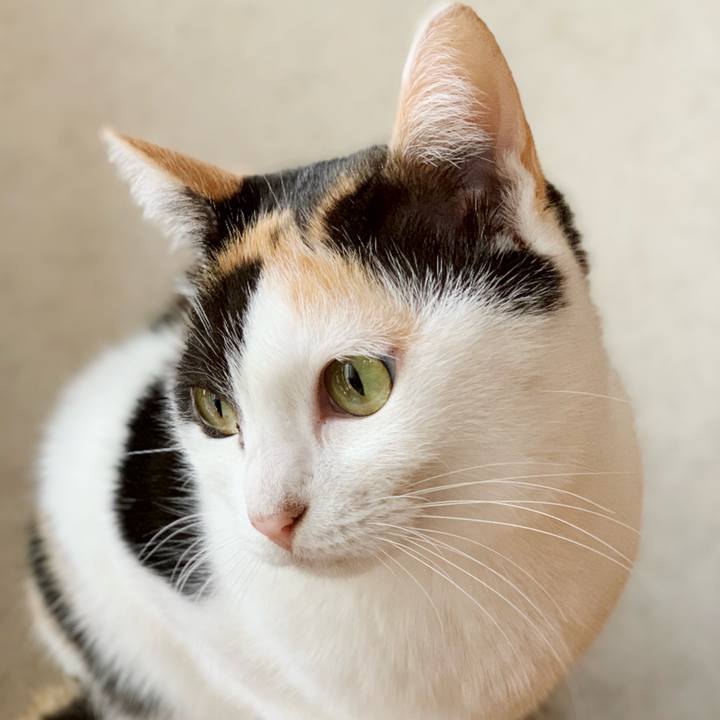 F765c861 16ac 4c46 8389 455a5ae1e172 1543977662918