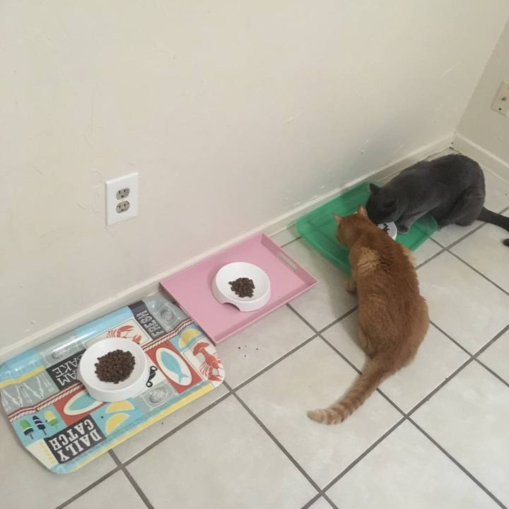 F7687959 c11e 4cb2 80db 19ed42dbf21c 1633878076712