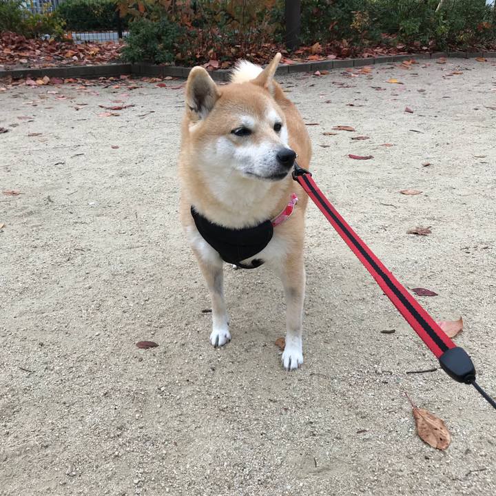 F76d342c 0dfe 47b6 b3dc 28398f056d4d 1512350817937