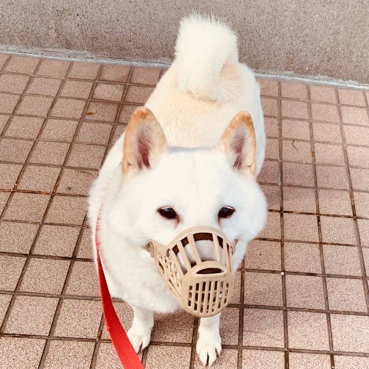 F77008f1 433b 4d0a af34 74932c000dab 1605579165933