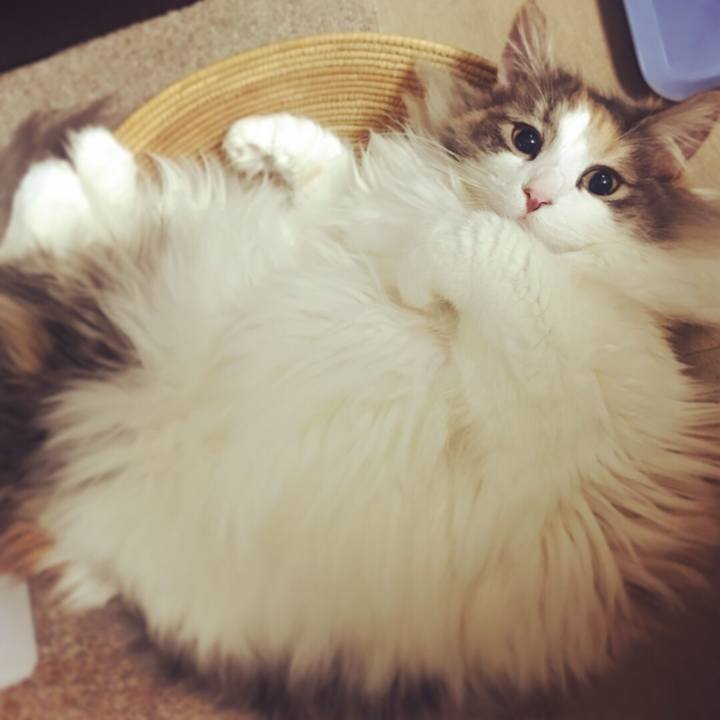 F778c828 59ab 414a b71b 8e450c10afdf 1520436043252