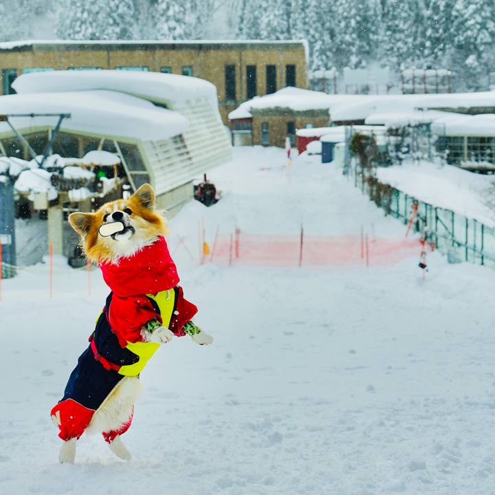 F7797dde f4f6 4781 a3a6 946424175ce4 1763518415705