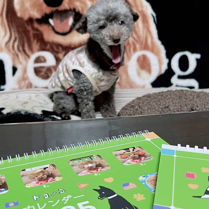 F77a1827 8307 4ce1 98a9 bc103be46bba 1733004107937