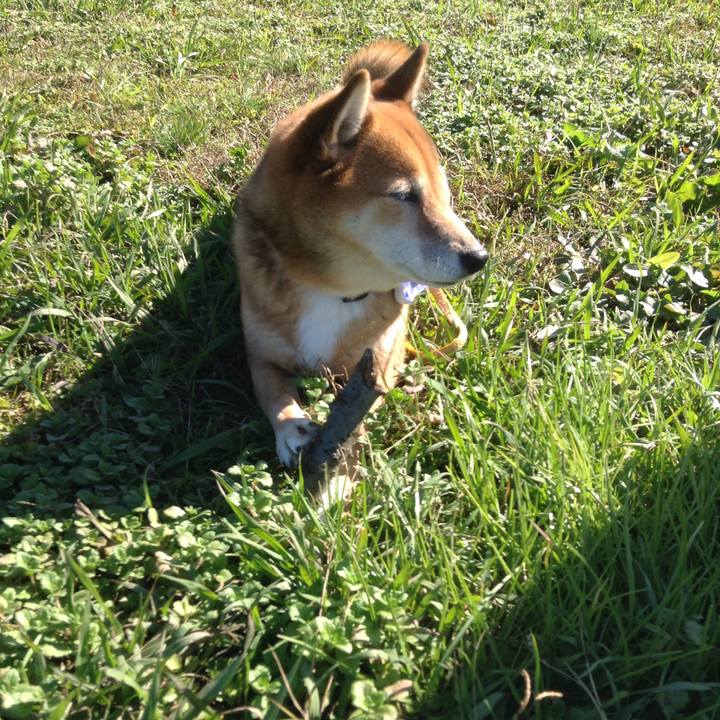 F77dd276 1e8f 4a62 9510 39e6c9d15d6e 1510824868753