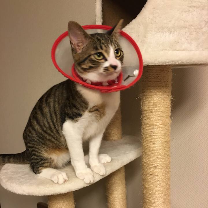 F77fd415 3906 499c 9cb7 913129d63e85 1511522235155