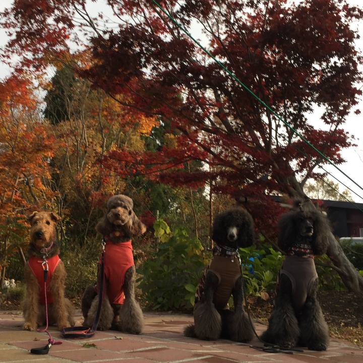 F78098ad a2cf 424d 9735 3c57d26c69bd 1510036977360