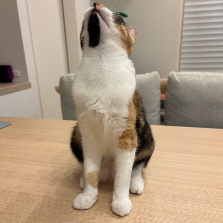 F7817731 83cb 4e9f a178 39cbd8075e1a 1763209076531