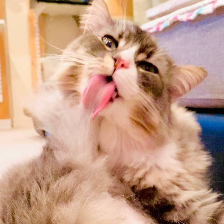 F78503d0 694f 4891 bb64 0f103d297b66 1585417875846