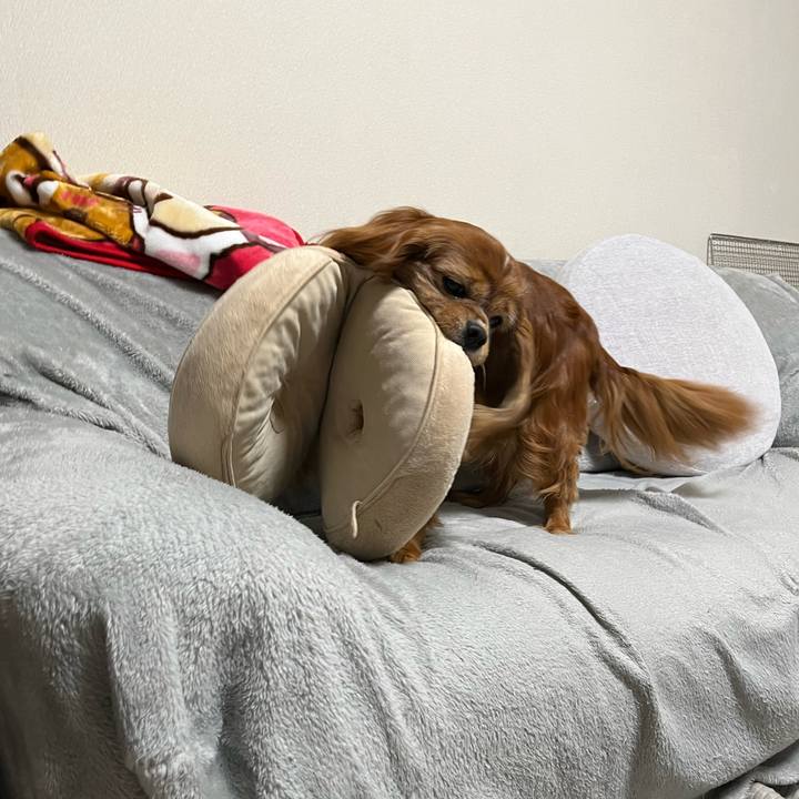 F78a9dc6 6345 40be af4f d31e28283ce8 1738792484148