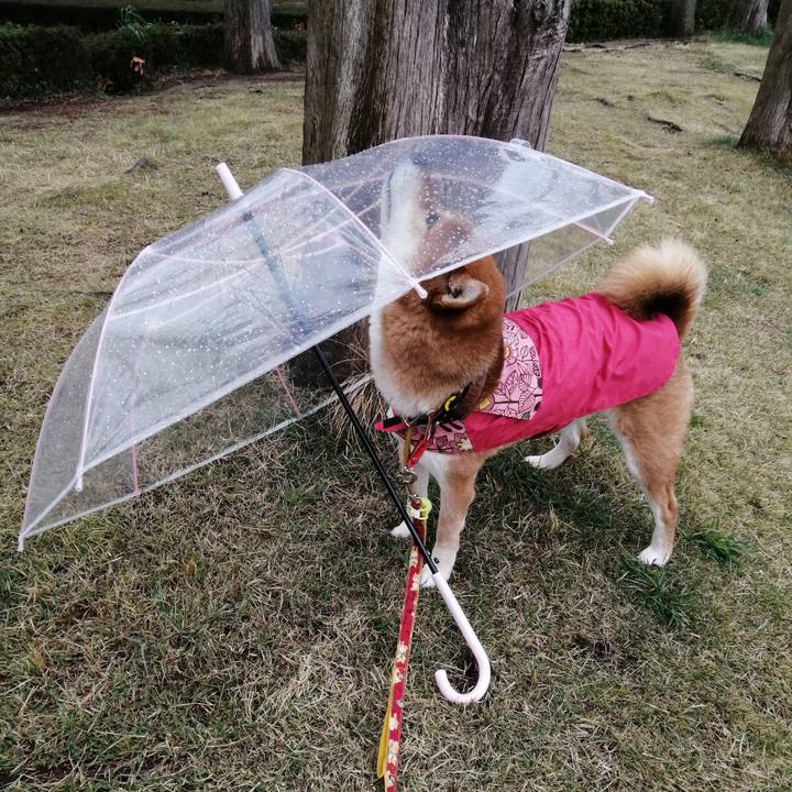 F78bcd4b 1c22 4bc5 9cf2 9566357b4bff 1585702118117