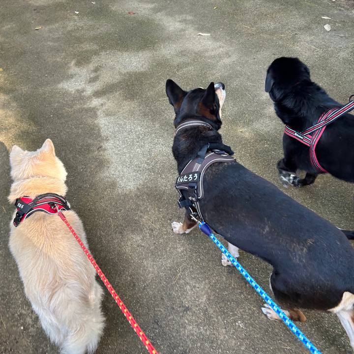 F78e9b29 e234 4eb4 82d9 3132dcd0e296 1732979669483