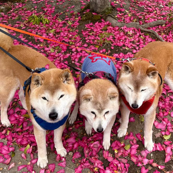 F78fe354 cccd 4146 8fe2 1553fa3e4292 1772203351664