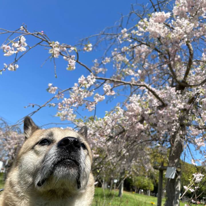 F7905ba2 83f2 4d89 8caa 975e3dd5e6ce 1713097094604