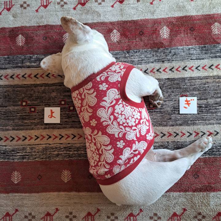 F7915e86 a5a8 4460 9182 8047e753c30c 1740609875473