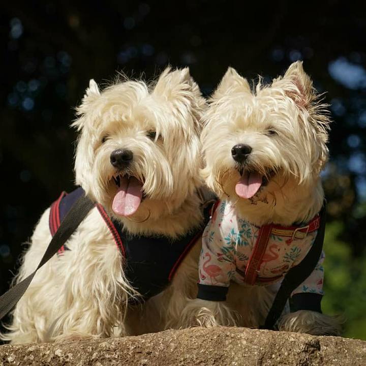 F7954bcd 1f01 4d64 a9f2 b2ebd420d606 1527859001689