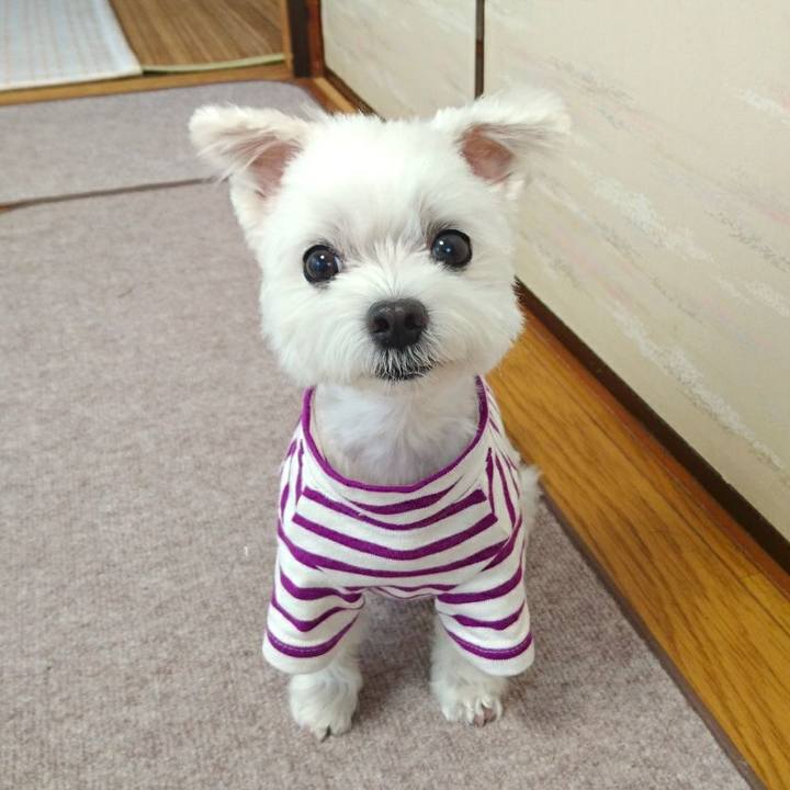 F7976de9 3437 4205 b10a 6b1b538308a8 1512623040112