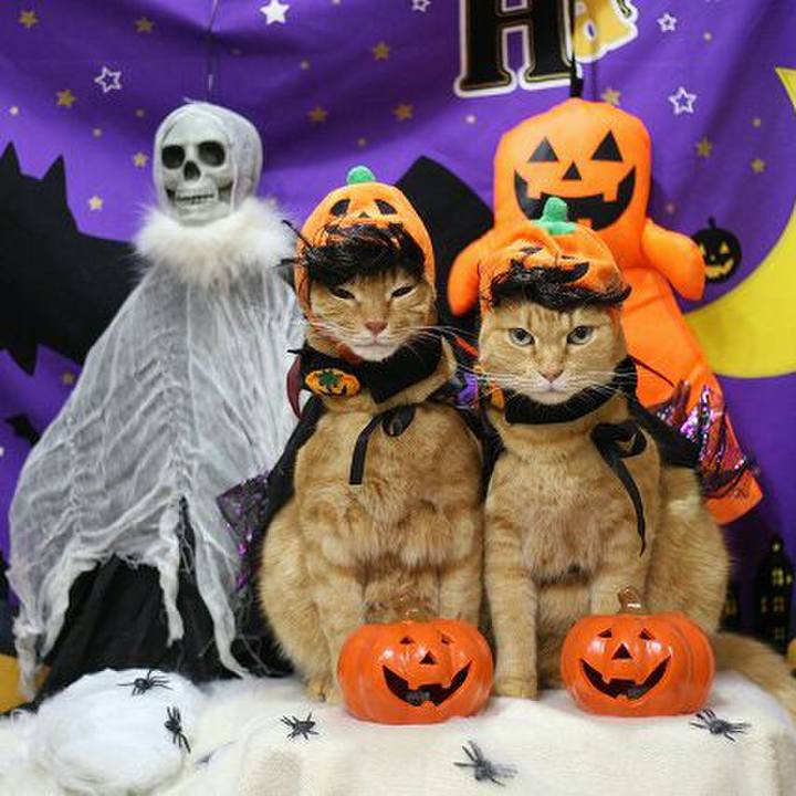 F79a8a5c 99ca 48df a15a 11efc231cdcb 1539968615645