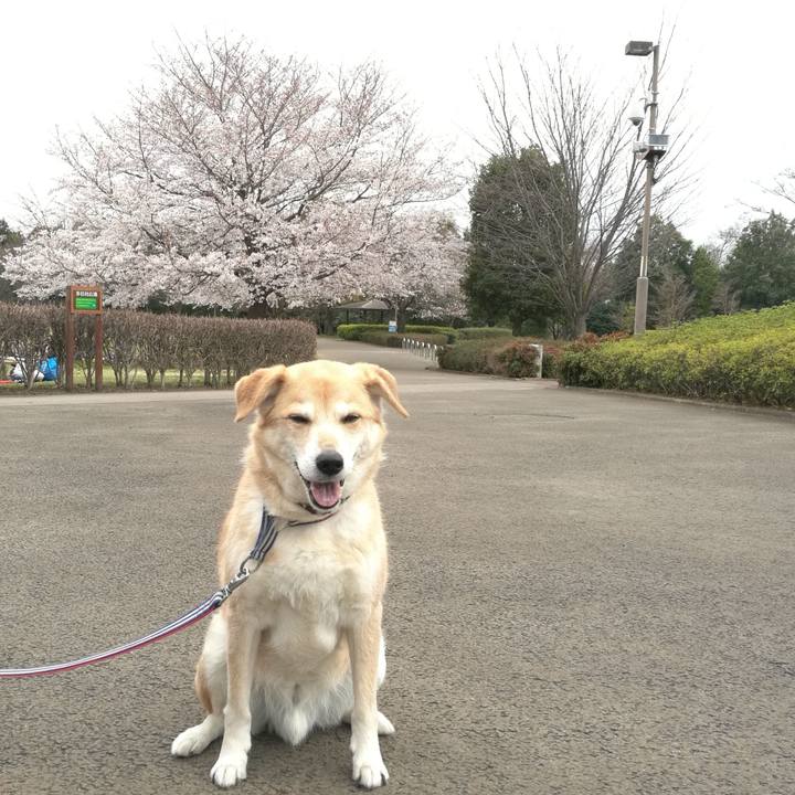 F79c59b2 660d 4f7a bb06 36b27668125b 1553832692528